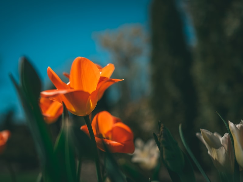 Predictive analytics